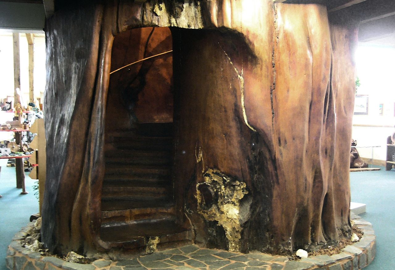 Un tronco di Kauri secolare scavato con una scala all'interno